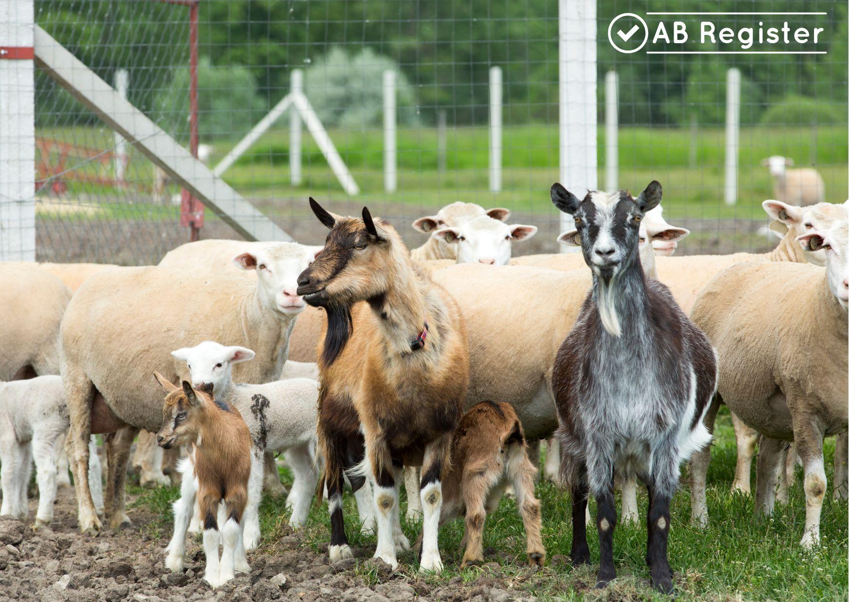 Schapen en geiten